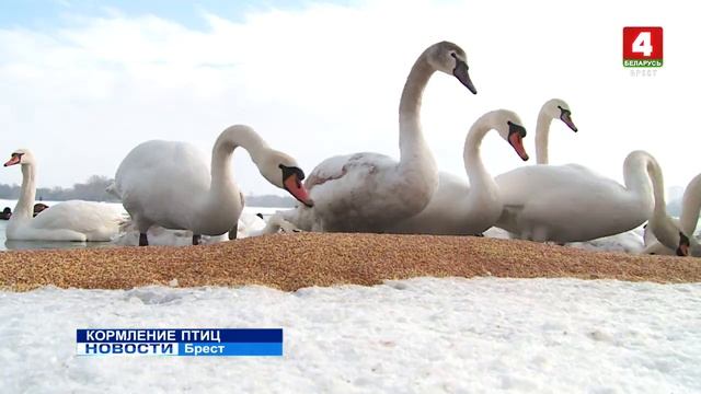 КОРМЛЕНИЕ ПТИЦ (Видео) смотреть онлайн
