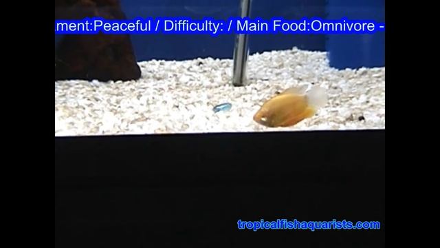 Colisa labiosa Sunset Gourami смотреть онлайн