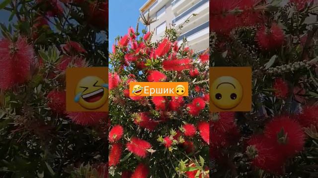 Экзотика в Турции Газипаша #турция #недвижимость #алания #переезд #газипаша #квартиры #аренда #море смотреть онлайн