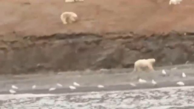 Остров Врангеля. Массовое пиршество белых медведей озадачило учёных смотреть онлайн