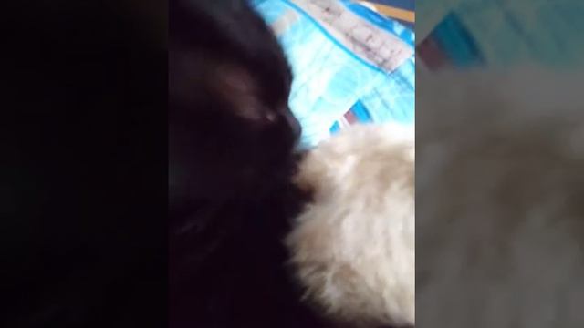 Кот вылизывает кошку смотреть онлайн