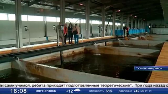 Немецкие специалисты проверили качество подготовки рыбоводов в тюменском вузе смотреть онлайн