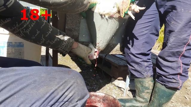 Убираем последних кур. Как правильно и быстро ощипать курицу смотреть онлайн