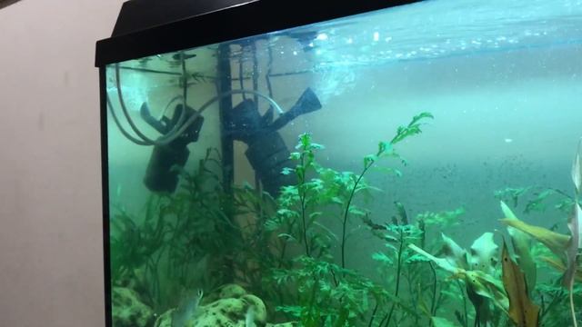 Окунь, карась и карп кои в аквариуме / аквариум с пресноводными рыбами смотреть онлайн