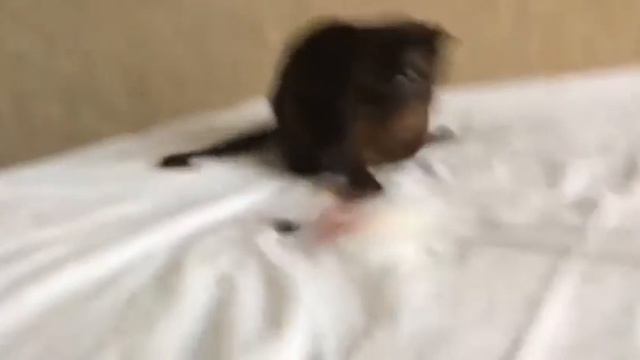 Асмус Джоли Фурс. Бурманский кот смотреть онлайн