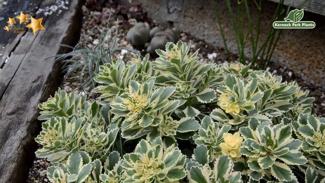 Sedum 'Atlantis' - Alpines and Small Plants - Kernock Park Plants 2021 Introductions смотреть онлайн