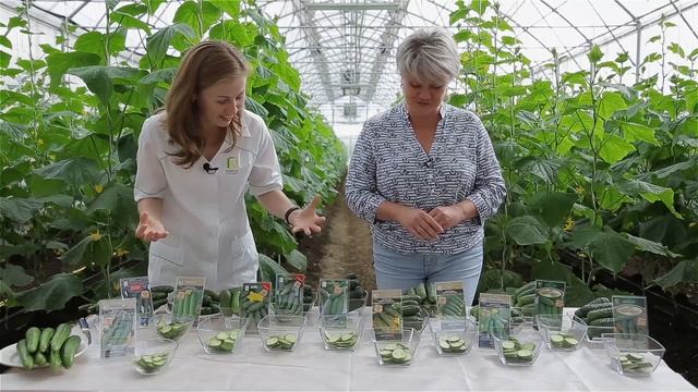 Виды, формы и сорта огурцов | Академия огородника смотреть онлайн