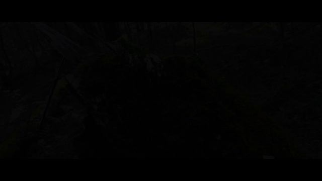Лес, осень смотреть онлайн