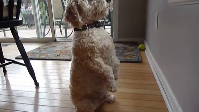 Cockapoo Hunting Squirrel