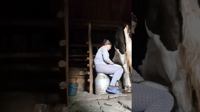 доила корову ????