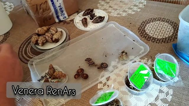 Распаковка посылки с улитками. смотреть онлайн