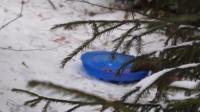 Сойка выбирает арахис