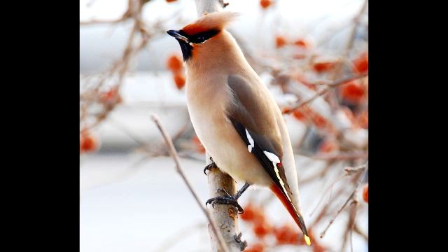 Пение птиц - Свиристель