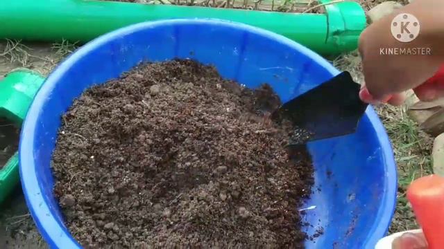 BAMBOO PLANT HOLDER🌿 Know How To Plant The Cuttings Of Money Plant🌿caring Tips, New Style Of Hangin