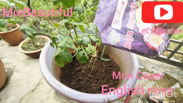 JOM TANAM POKOK ROSE/MON COUER/ENGLISH ROSE смотреть онлайн
