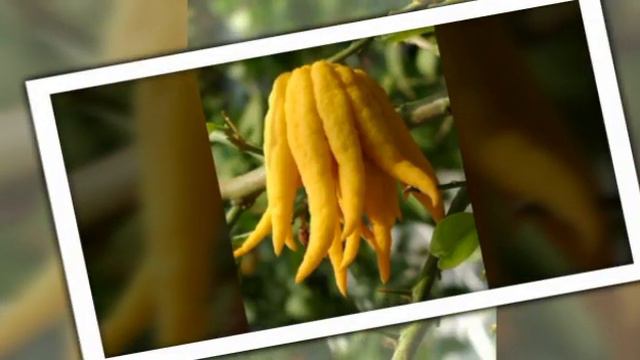 Budini Prsti Ili Budina Ruka, Mirisni Citrus