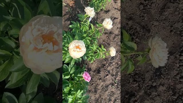 пионы Pastelegance (Пастелеганс) и Lemon Chiffon (Лемон Шиффон) смотреть онлайн