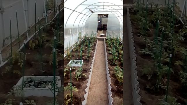 Система полива растений в теплице смотреть онлайн