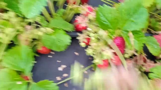 Обзор урожайной клубники Трубадур ? смотреть онлайн