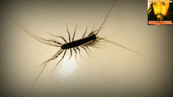 INSECTA INSECTUM, Scutigera Coleoptrata (House Centipede/ Kelabang Rumah)