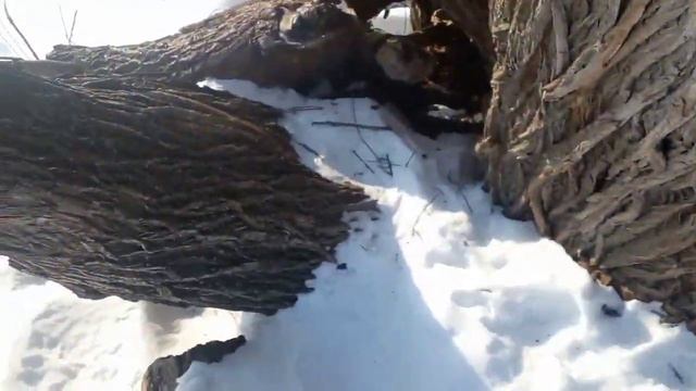 Еду за пчелиной ловушкой зимой!!! смотреть онлайн