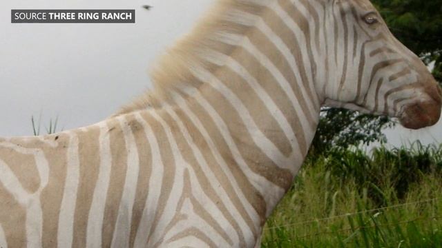 Zoe, Rare Golden Zebra, Dies (Aug. 9, 2017)