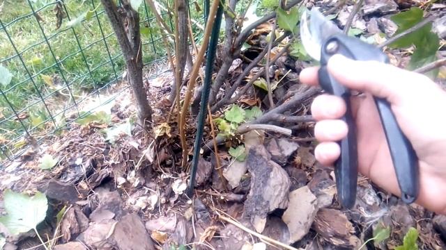 ОБРЕЗКА СМОРОДИНЫ. Формируем дерево из взрослого куста. РЕЗУЛЬТАТ.. смотреть онлайн