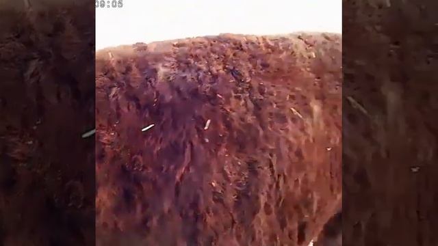 Бык 850 кг. Очередной монстр? продажа быков, коров, телят. Порода Калмыцкая. смотреть онлайн