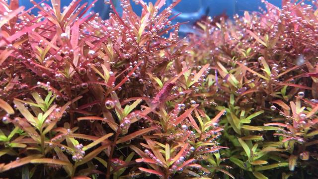 Ротала индийская (Rotala indica) смотреть онлайн