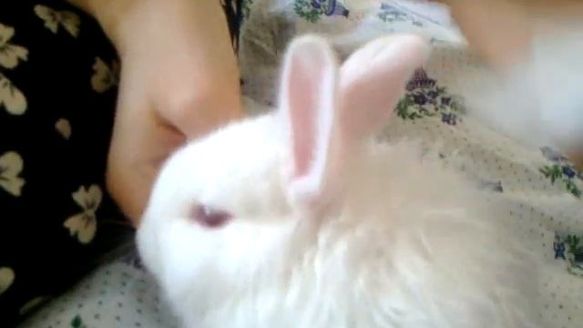 Купание кролика ручным способом ^_^ смотреть онлайн