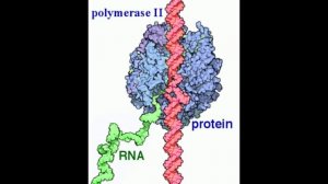 Экспрессия генов