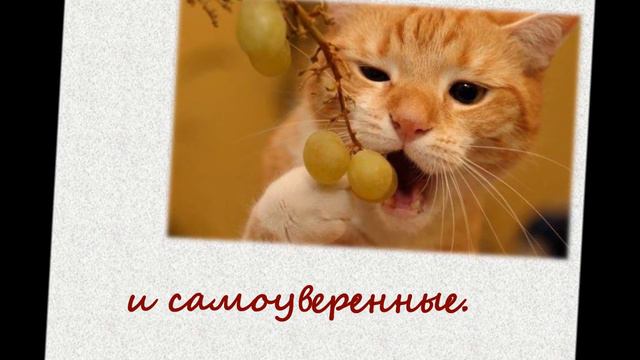 Планета Кошек смотреть онлайн