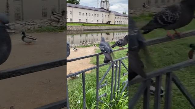 Голубь сидит на руке и кушает хлеб #голубь смотреть онлайн