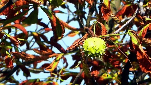 Футаж Колючки Каштана. Осенние Футажи. Плоды Каштана Осенью. Футажи для видеомонтажа. Видеофутажи смотреть онлайн