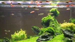 НУЖНО ЛИ ОСВЕЩЕНИЕ В АКВАРИУМЕ !?