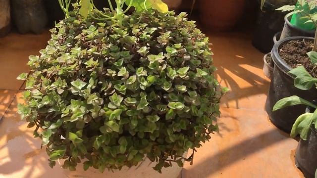 Care tips and Propagation of Creeping inch plant/Purple Turtle vine/Callisia repens смотреть онлайн