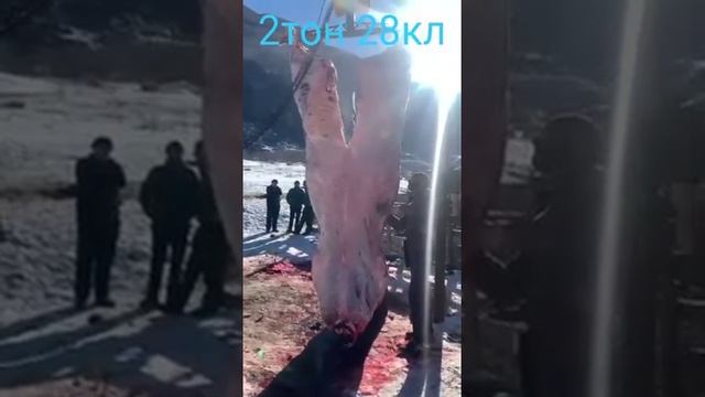 САМЫЙ БОЛЬШОЙ БЫК В МИРЕ. смотреть онлайн