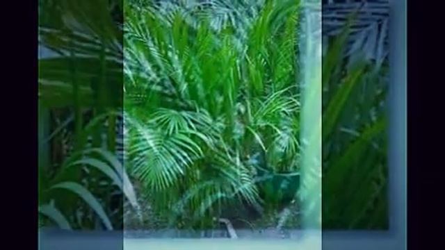 Chrysalidocarpus, Palme