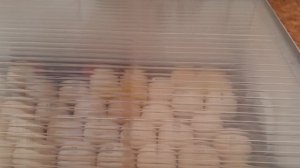 Инкубация индюшиных яиц Хайбрид Конвертер