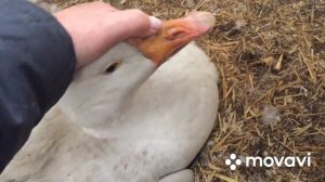 Почему Мои Гусыни не Насиживают Яйца