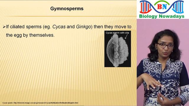 Gymnosperms | Plant kingdom смотреть онлайн