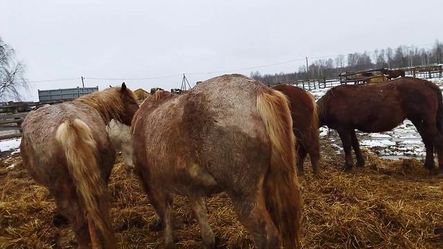 Кобылы на продажусоветский тяжеловоз