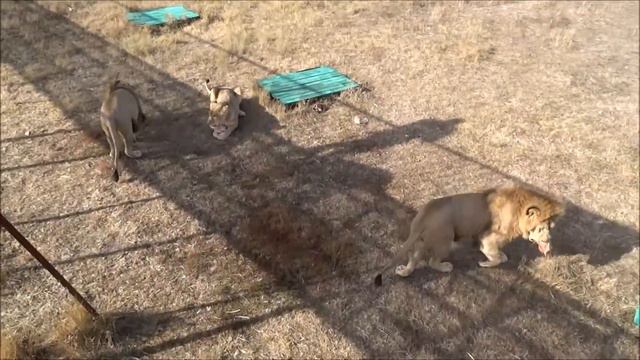 Львиный завтрак в парке львов Тайган смотреть онлайн