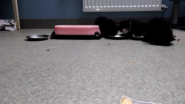 Как накормить котят? :))) Смотрите как это делают в приюте ВТОРОЙ ДОМ ! смотреть онлайн