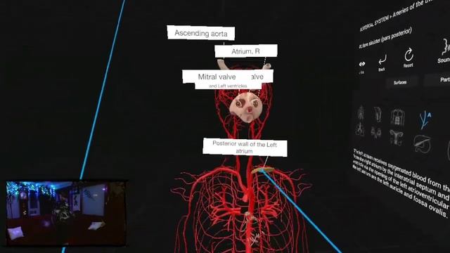 Dem Bones (Everyday Anatomy VR) #EverydayAnatomy
