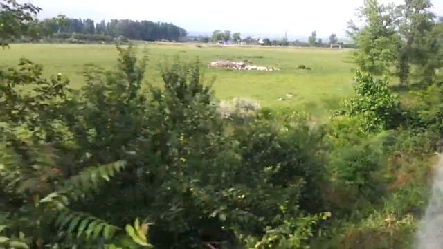 Railroad Ailanthus swamps смотреть онлайн