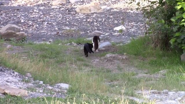 2017_06_09_ПЛАСТУНКА_СОЧИ.mp4 смотреть онлайн