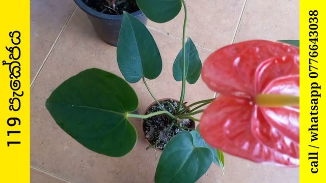 අඩුම මිලට නෙදර්ලන්ඩ් ඇන්තූරියම් වර්ග මල් සමඟ විකිණීමට | anthurium varieties | beautiful anthurium смотреть онлайн