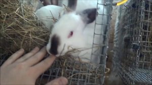 Мясная порода кроликов Калифорнийский кролик