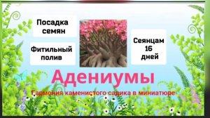Адениумы.Посадка семян.Фитильный полив.